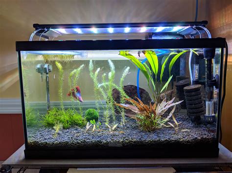 best fish for small tank|fish for 10 gallon tank nano.